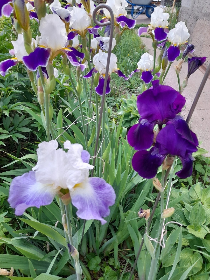 Те, что на втором плане, Вабаш (Wabash) , уже заканчивают цветение