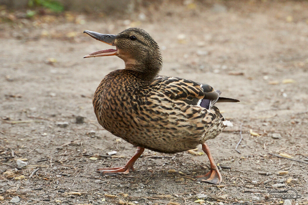    Фото Лидия Аникина © ИА «Уральский меридиан»