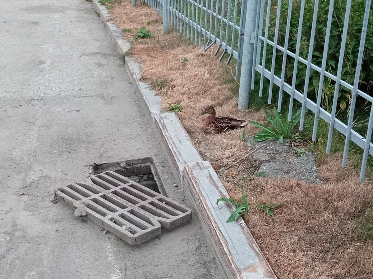 Фото: сообщество «Зооспас Екатеринбург» ВКонтакте  📷
