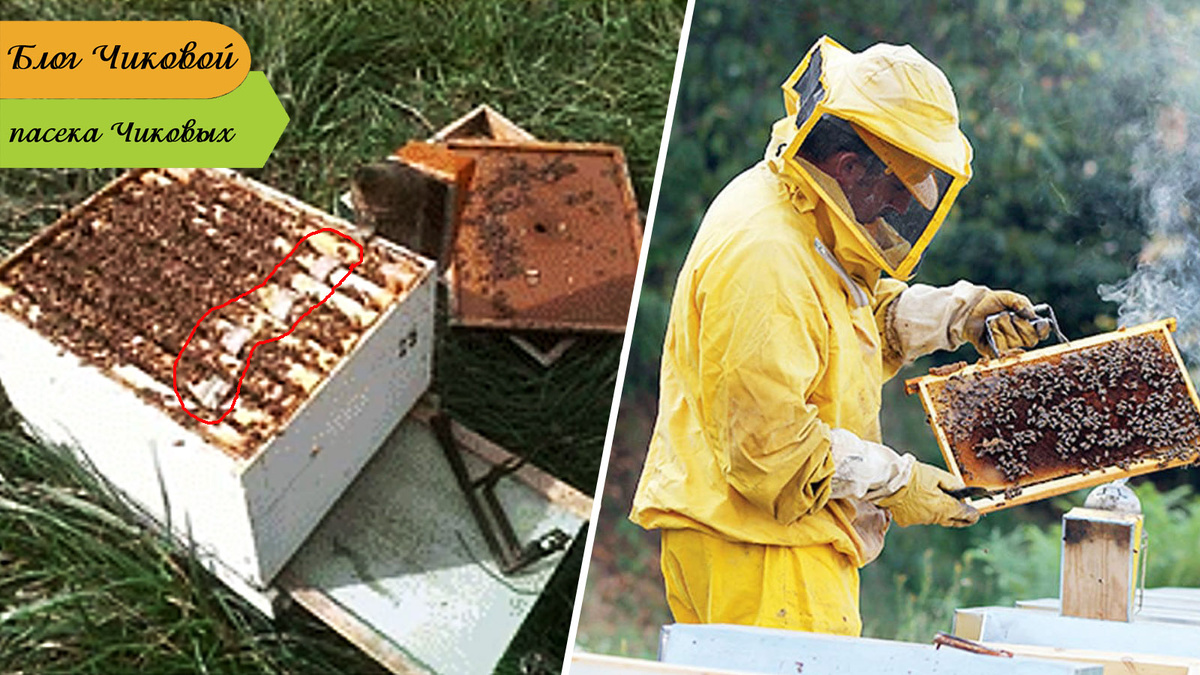 фото для примера. Этот коллаж делала для другой статьи про полоски с ЩК.