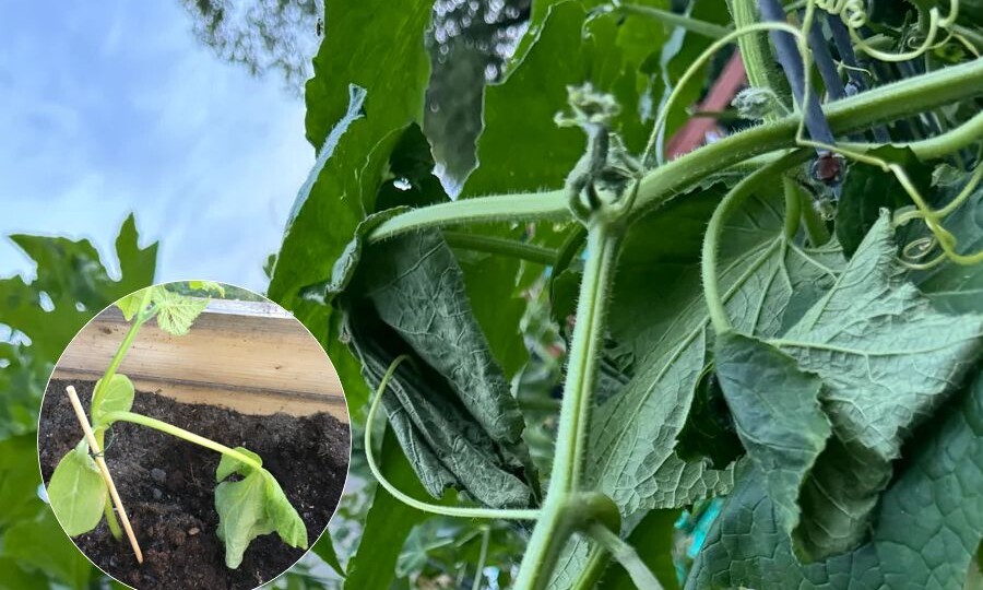 Почему вянут листья у огурцов — причины и что делать