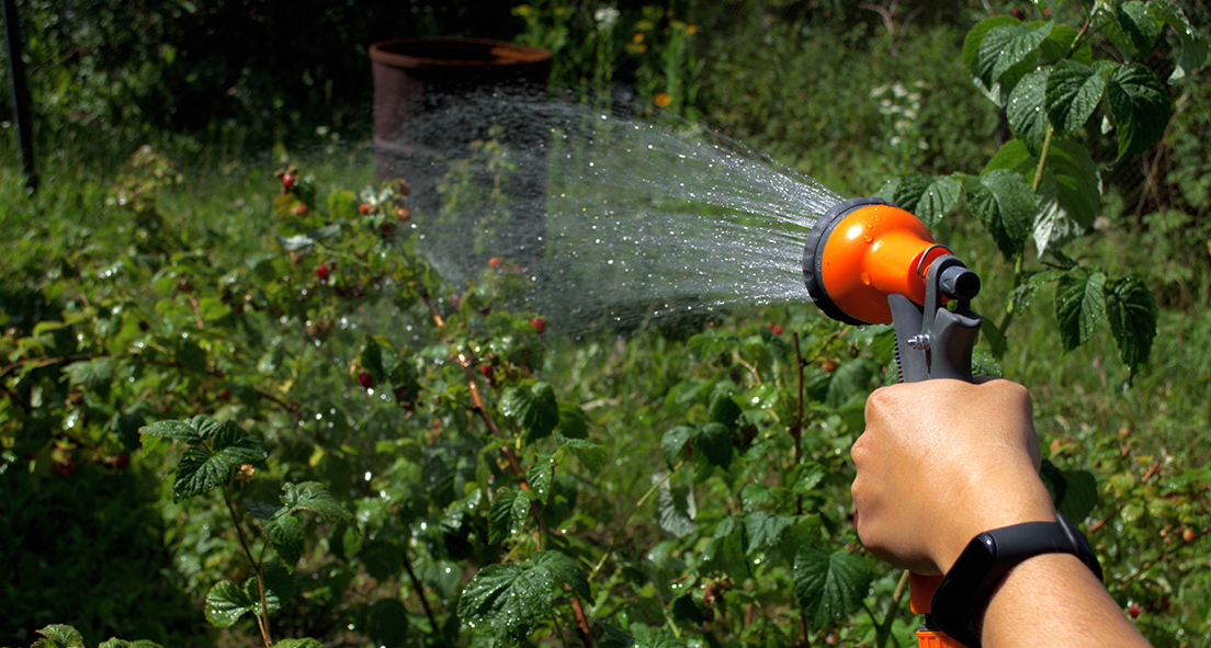 Полив малины