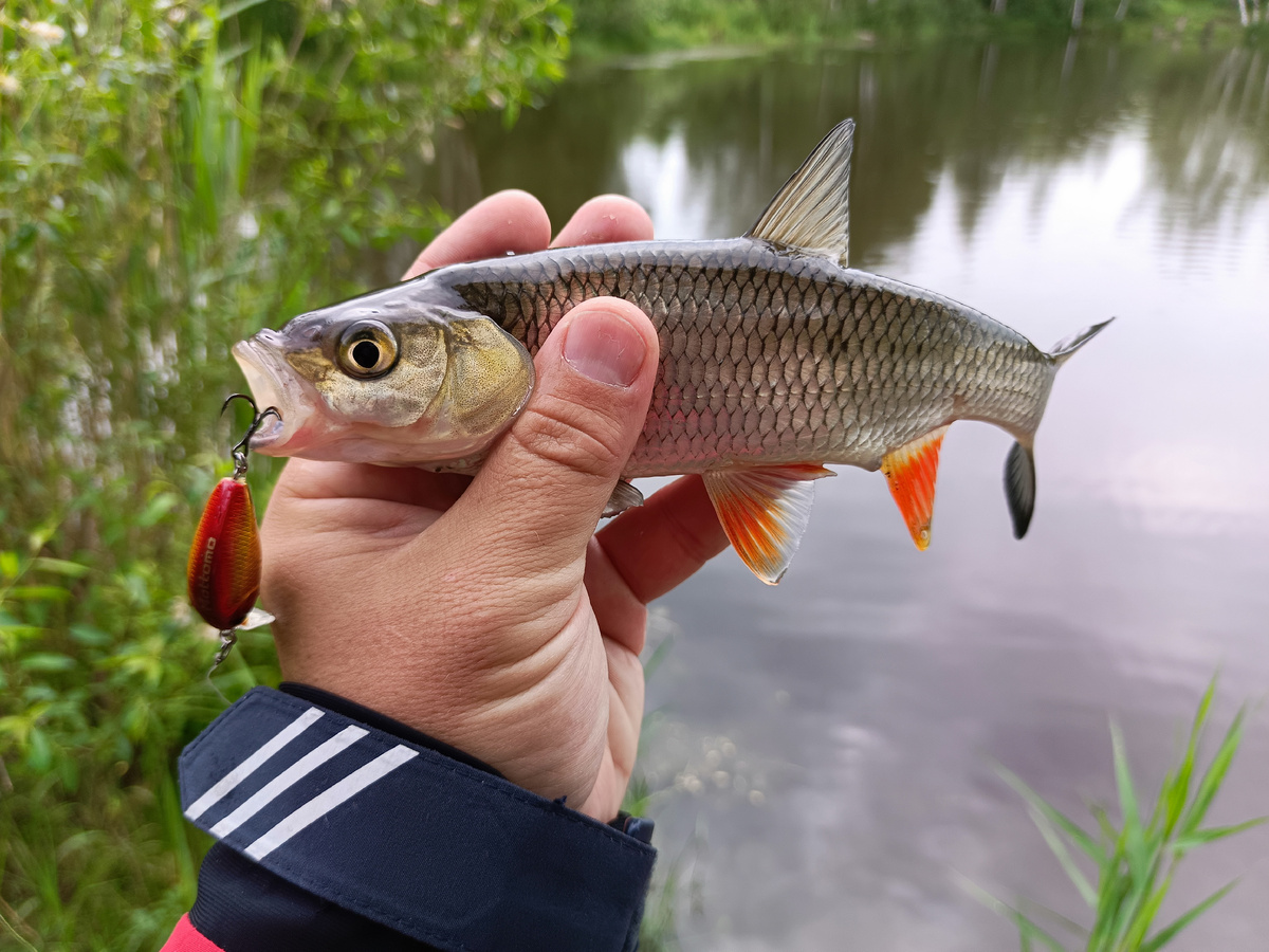 Красный в золоте кренк и такие же перья у голавлика! Симпатичная парочка!