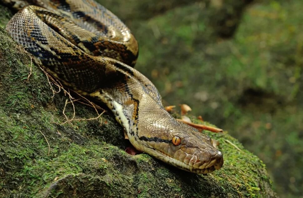 Гипнотический взгляд и безупречный узор... ✨ Каждая деталь во внешности сетчатого питона говорит о его совершенстве как хищника.