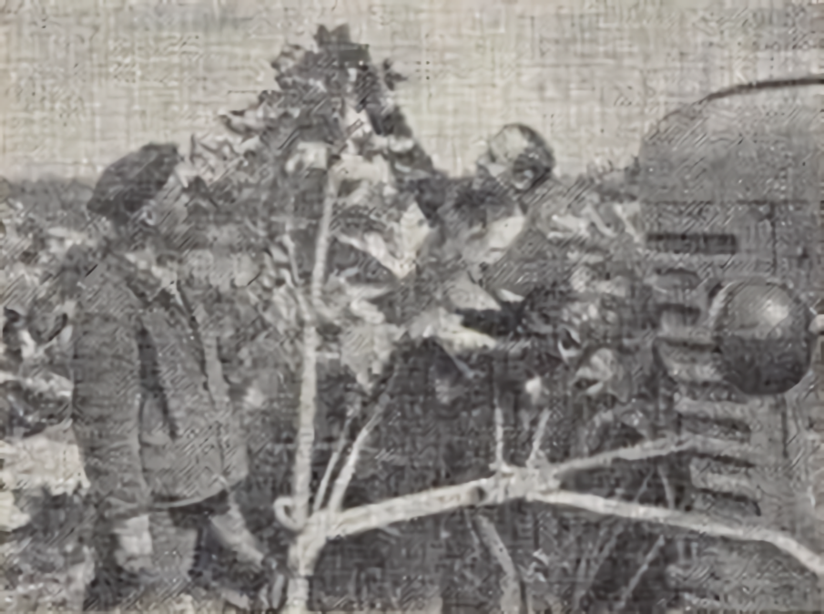 В 1969 году совхоз убирал борщевик с площади в 73 гектара.