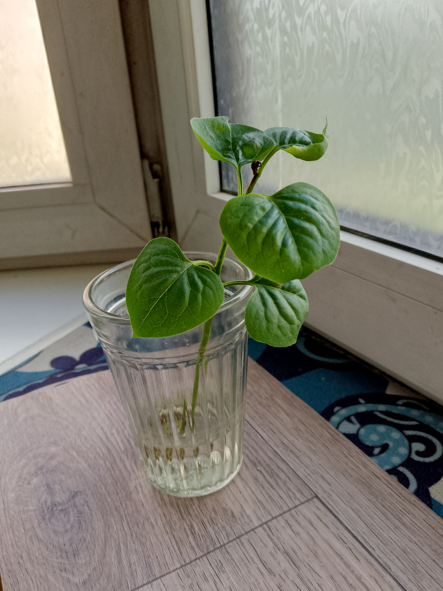 Черенок сирени сорта Чистая Вода. Фото автора