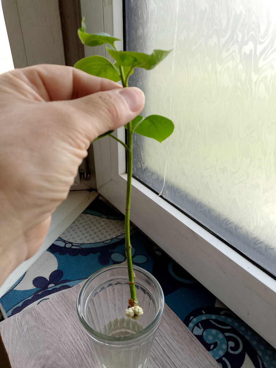 Вот так. Фото автора