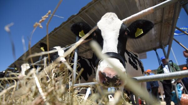    © Sputnik / Мария Амелина