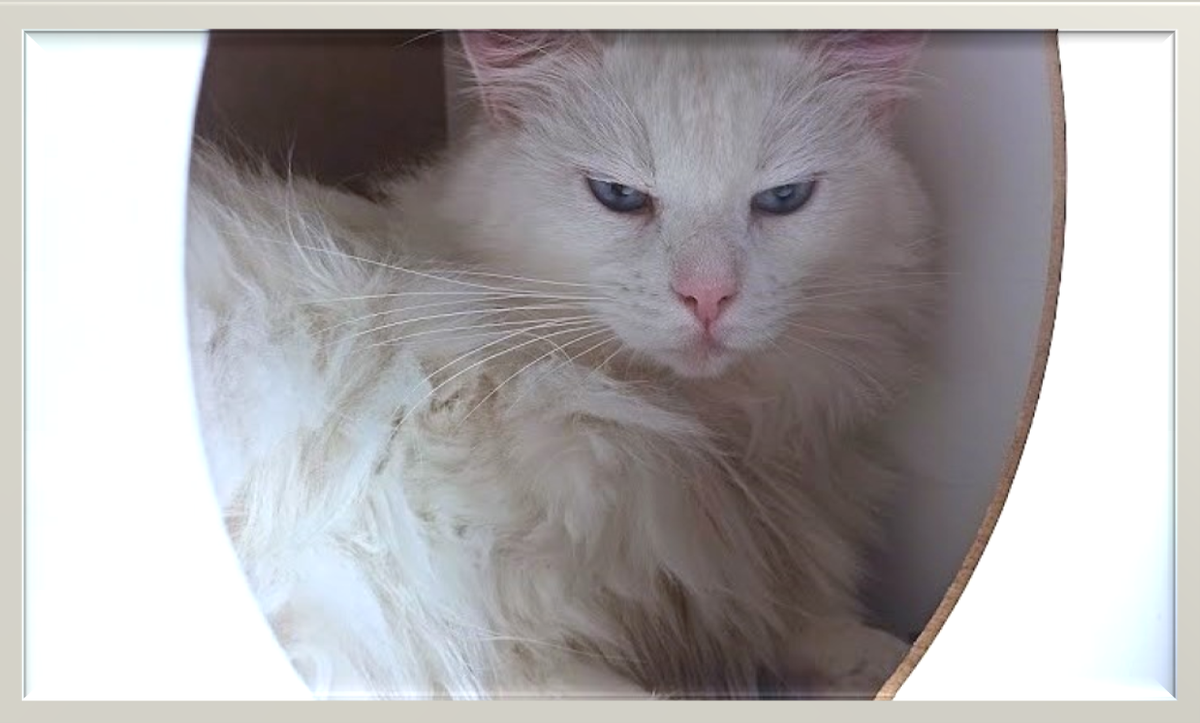 Глядя на эту неприступную гордую красотку и не подумаешь, что она может себе позволить такое нецарственное поведение, как стремительный бег к хозяевам по первому зову.