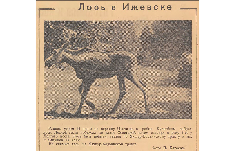  Заметка в газете «Удмуртская правда» про лося на Якшур-Бодьинском тракте. 26 июня 1953 года. Фото: vk.com/izh_iskra
