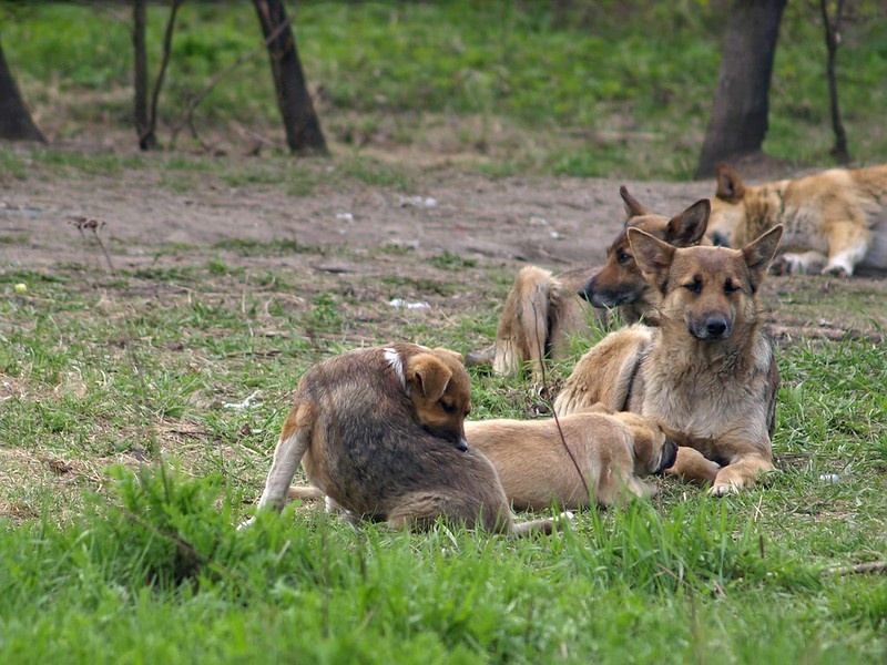    Фото: flickr.com Диана Огнева