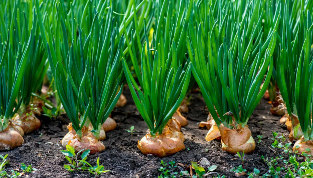 зеленое и здороввое перо лука