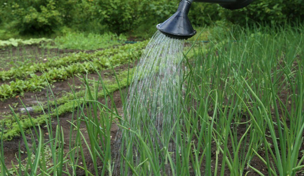 Дедовский рецепт