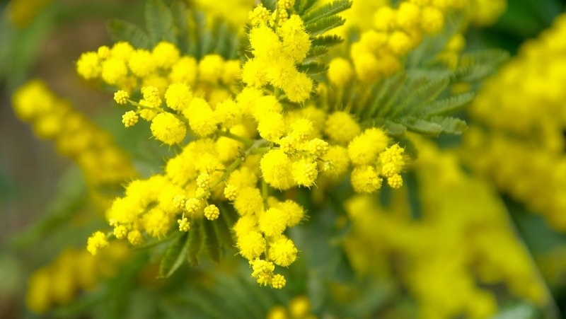     Фото: pxhere.com