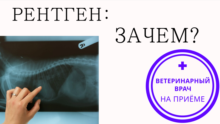 Что ветврачи видят на рентгене?