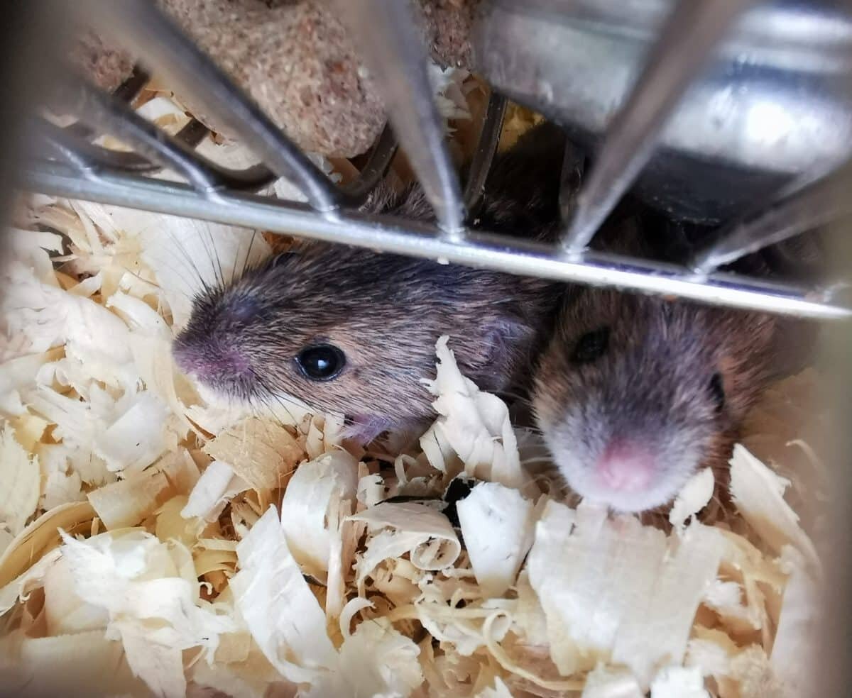    Объект исследования — полевая мышь / © Наталья Феоктистова, пресс-служба РНФ