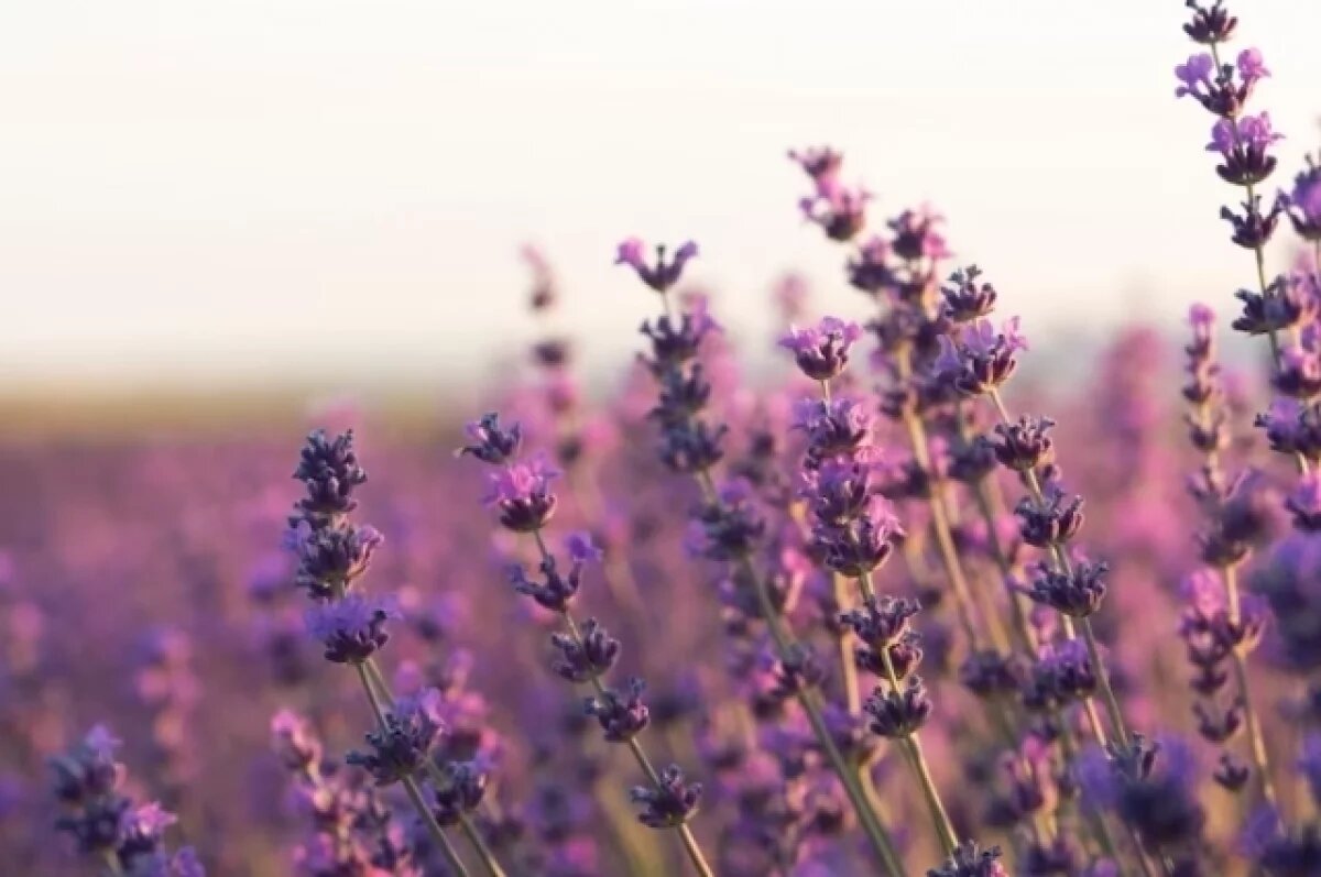    В Крыму зацвело самое большое лавандовое поле в России