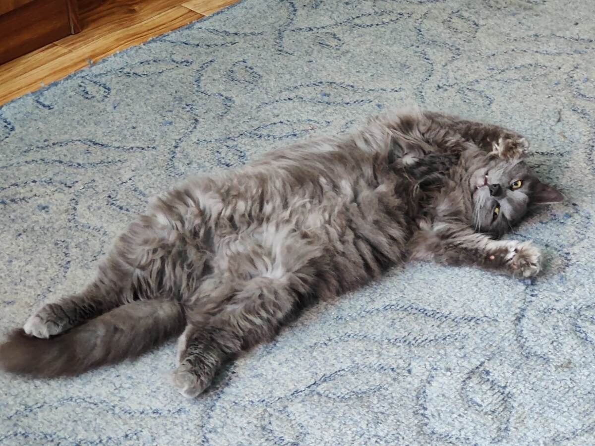 Фото: Т. Батова. Кот Гром очень ласковый, но и коготки может выпустить. 