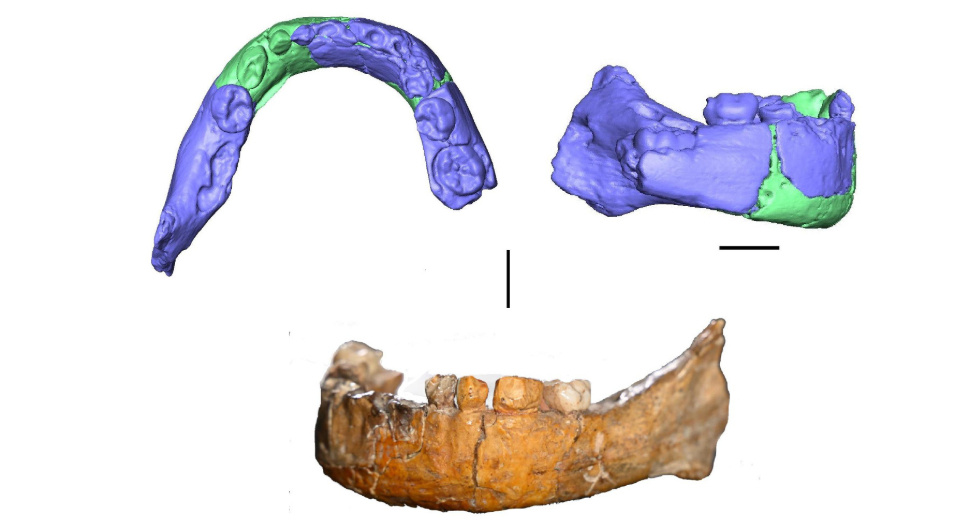   Bastien Bouvier et al. / L’Anthropologie, 2025
