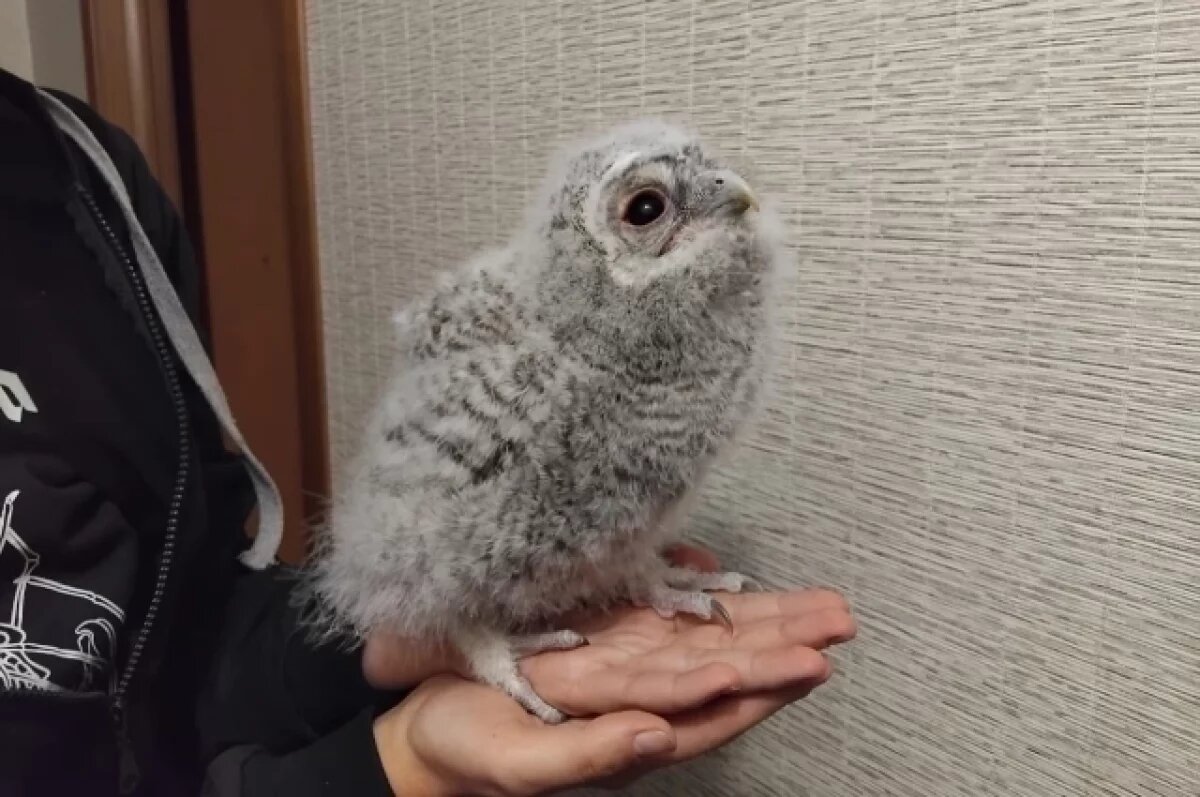    Крошечного совёнка спасли от гибели в Воронеже