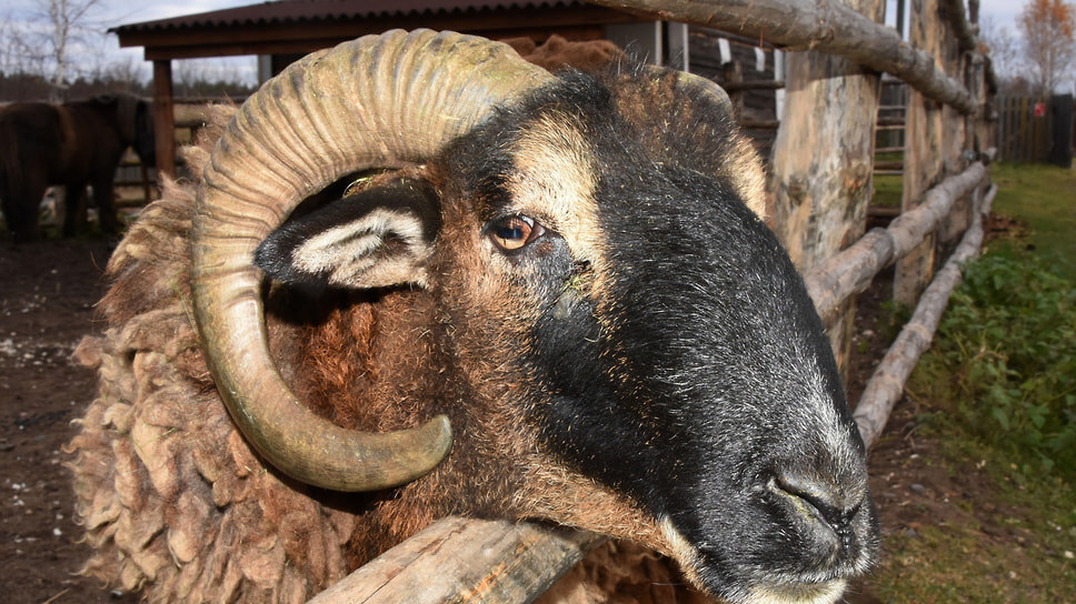 Фото: Надежда Буаллаг / Коммерсантъ