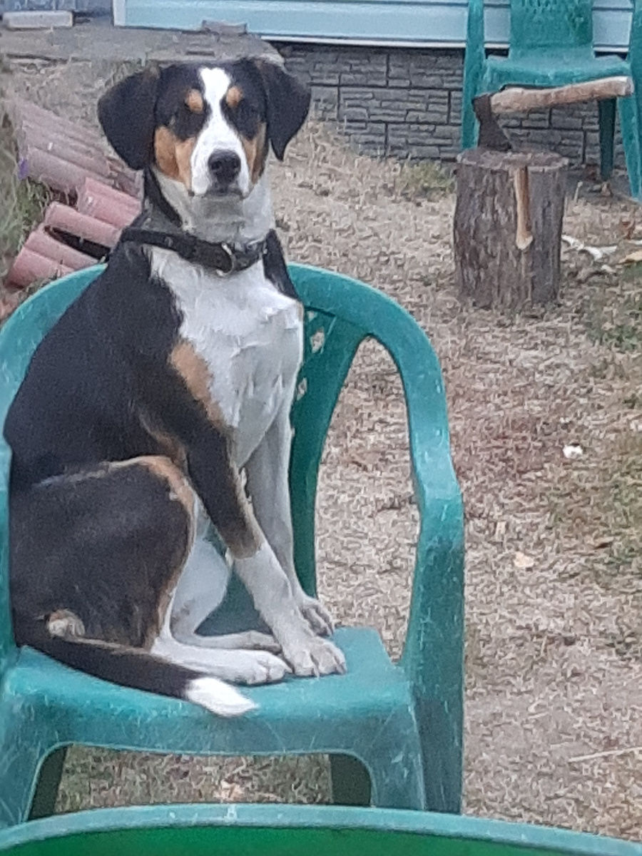 Чапа с укором и обидой смотрит на людей, который закрылись от неё в доме.