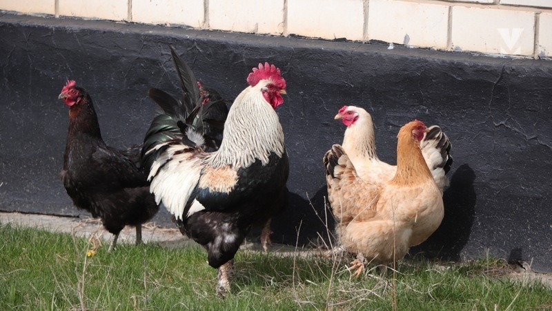      Фото: ИА «Победа26»