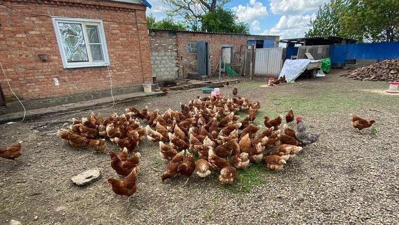    Соцконтракт помог жительнице Новоалександровска в развитии личного подсобного хозяйства Фото: глава Новоалександровского округа Эдуард Колтунов
