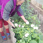    /home/web/web/gazeta suzemka.ru/public html/wp content/uploads/2025/06/photo 2025 06 17 08 54 15.crop 144×144 SiteEditor