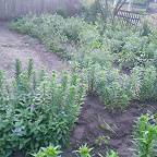    /home/web/web/gazeta suzemka.ru/public html/wp content/uploads/2025/06/photo 2025 06 17 08 54 08.crop 144×144 SiteEditor