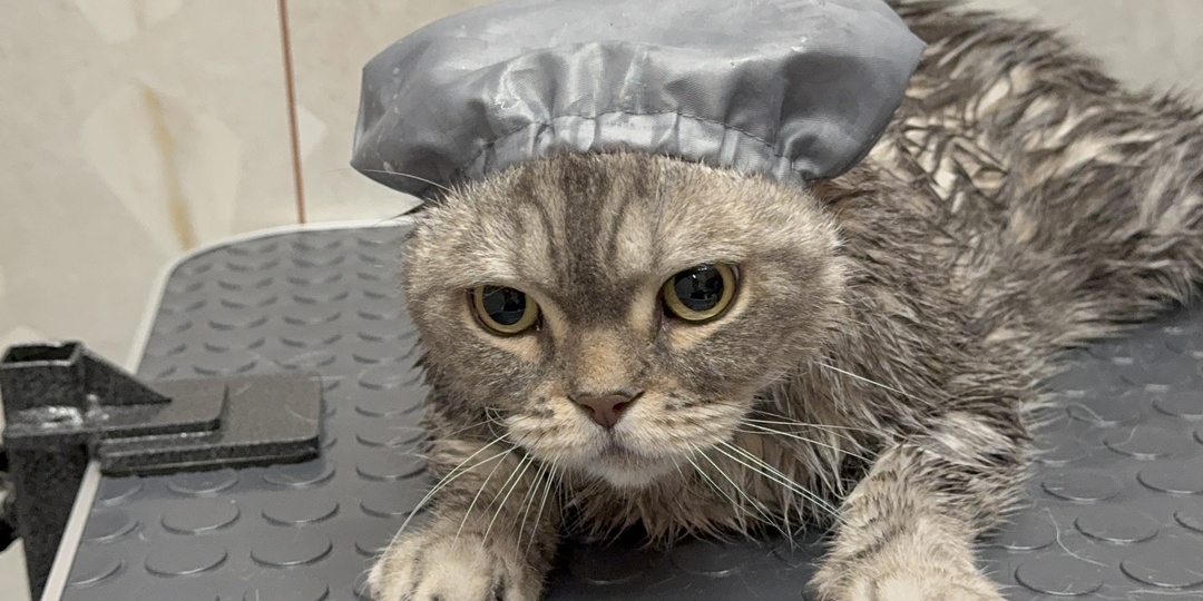 Груминг домашних животных: как ухаживать за питомцами без стресса