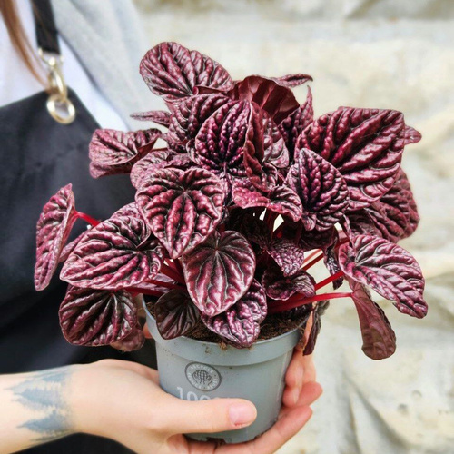 Пеперомия Ред Луна