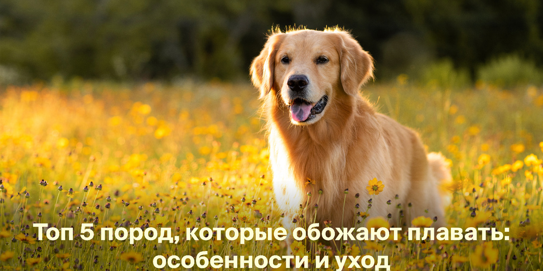 Топ-5 пород собак, обожающих плавать