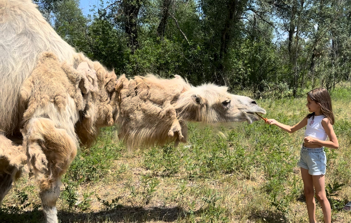 Верблюд. Фото автора 