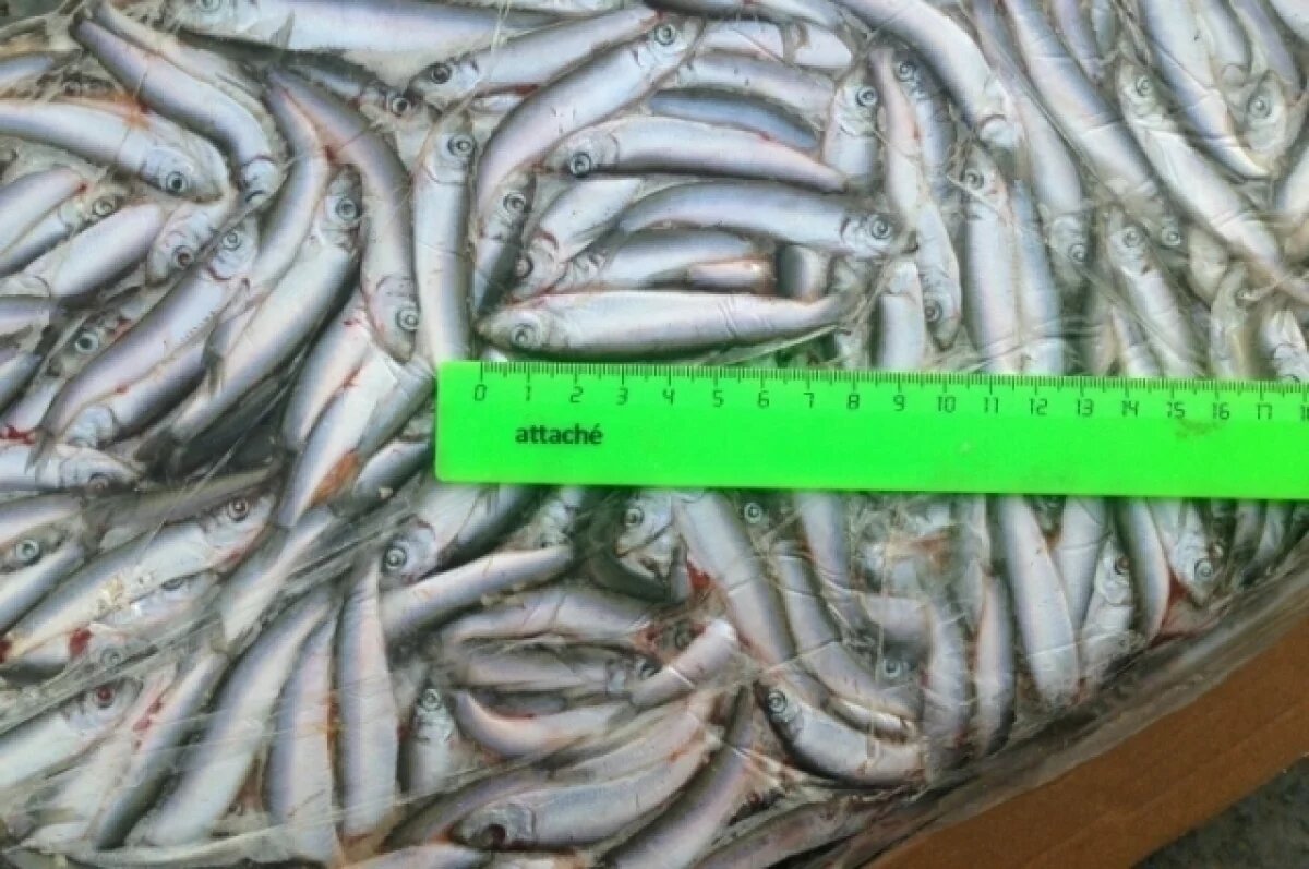    В Ростовской области из 35 кг кильки произвели 250 кг продукции