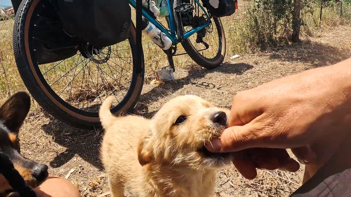 Вот вам старая фоточка с щеночками, чтобы умилялись.