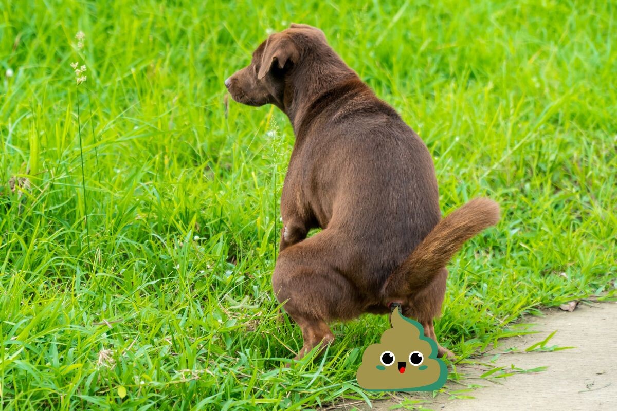 Почему у собаки зелёный кал