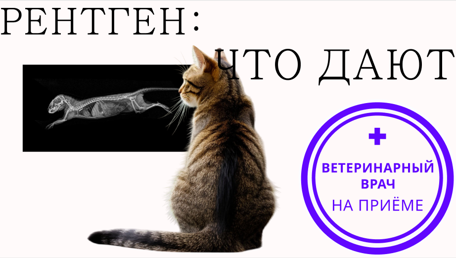 Что должны предоставить владельцу по результатам рентгена животного