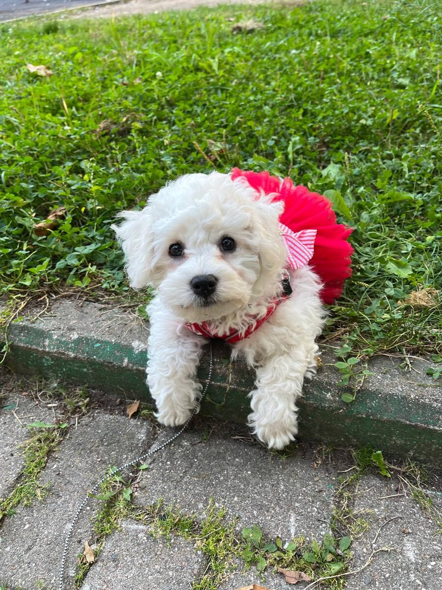 3 месяца Эми) Первые прогулки.