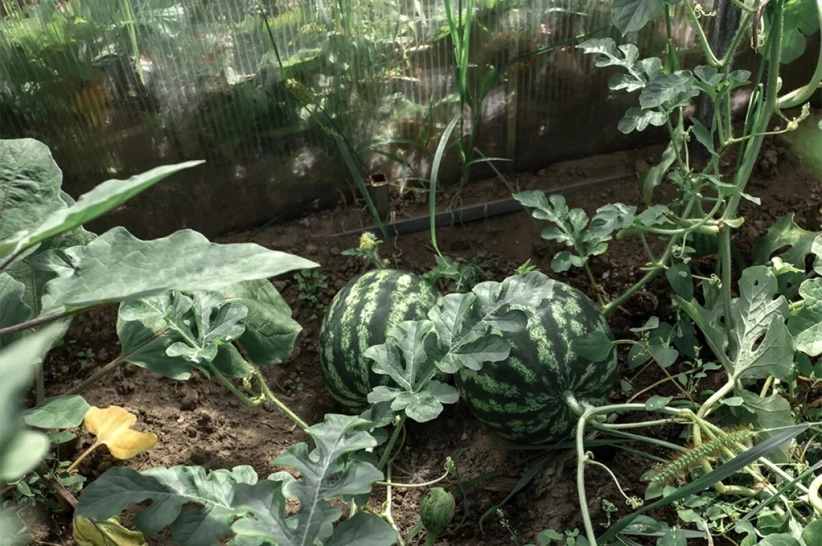    Пока томаты набирают высоту, арбузы раскидывают свои широкие листья у самых корней, затеняя почву.
