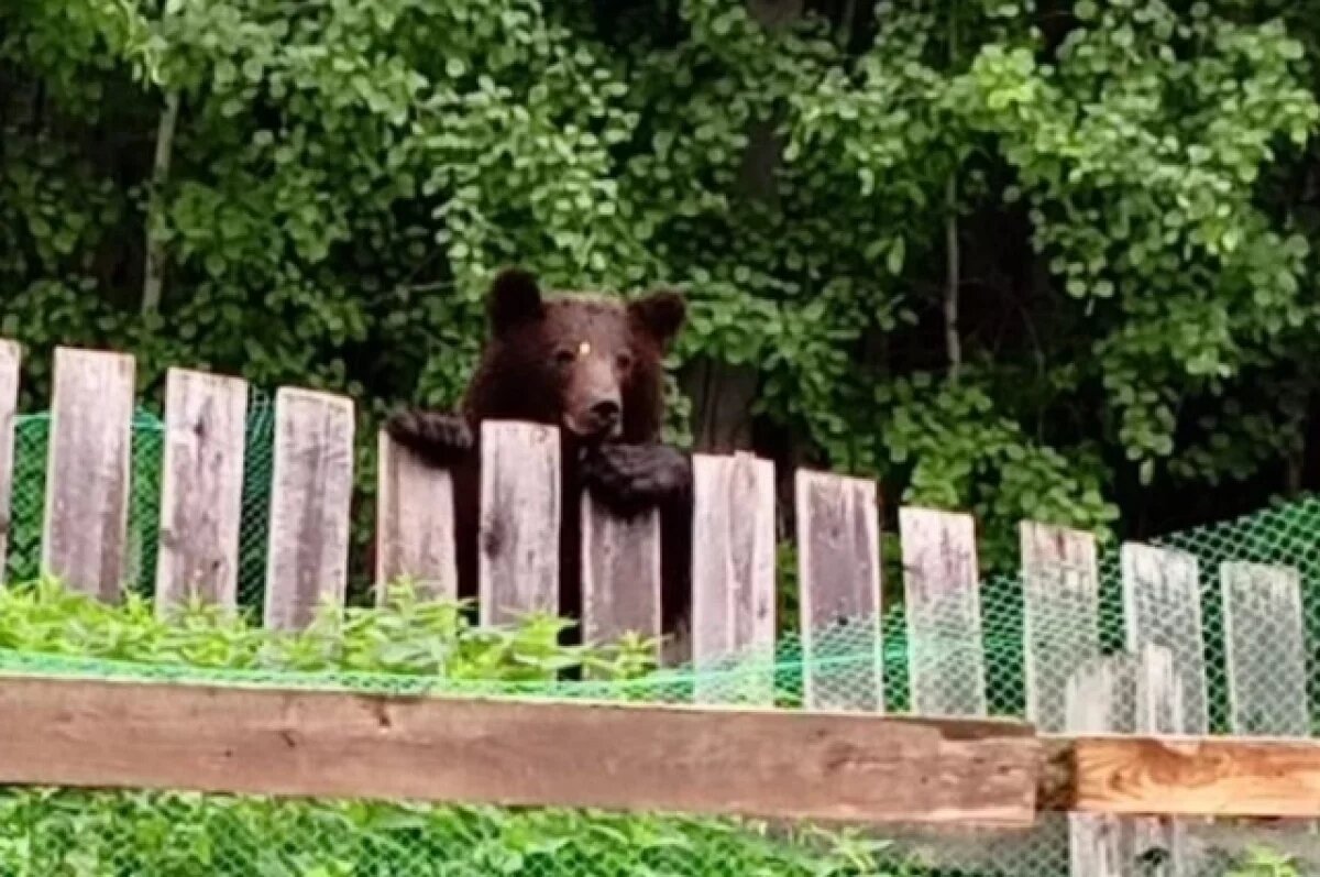    Жительница Епишино увидела медведя возле дома, испугалась, но успела сделать уникальный кадр.