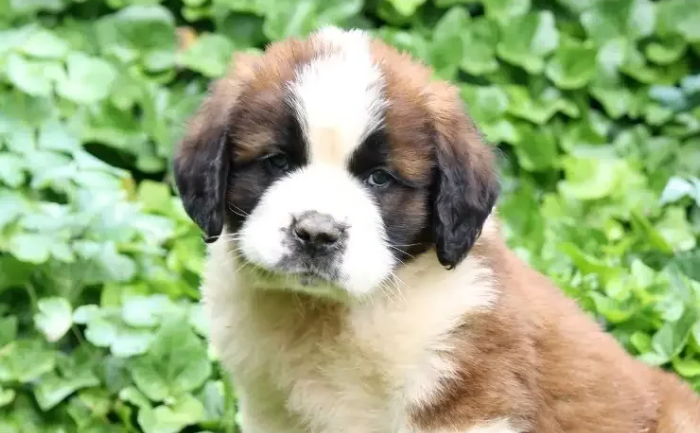 Щенок Сенбернар
