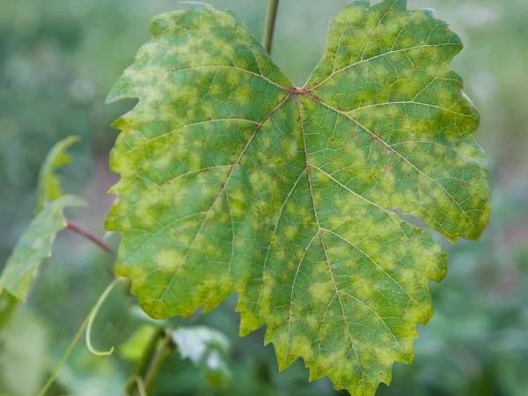 Фото: depositphotos.📷    Мучнистая роса винограда - симптомы, фото, борьба, опрыскивание
