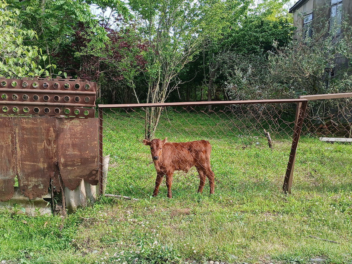 За оградой. Грузия 