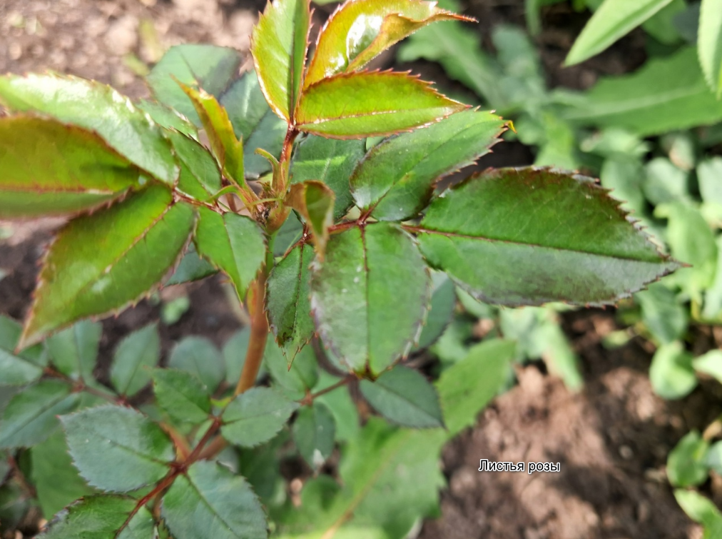 Листья розы