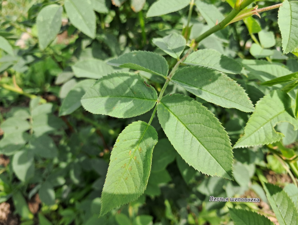 Листья шиповника
