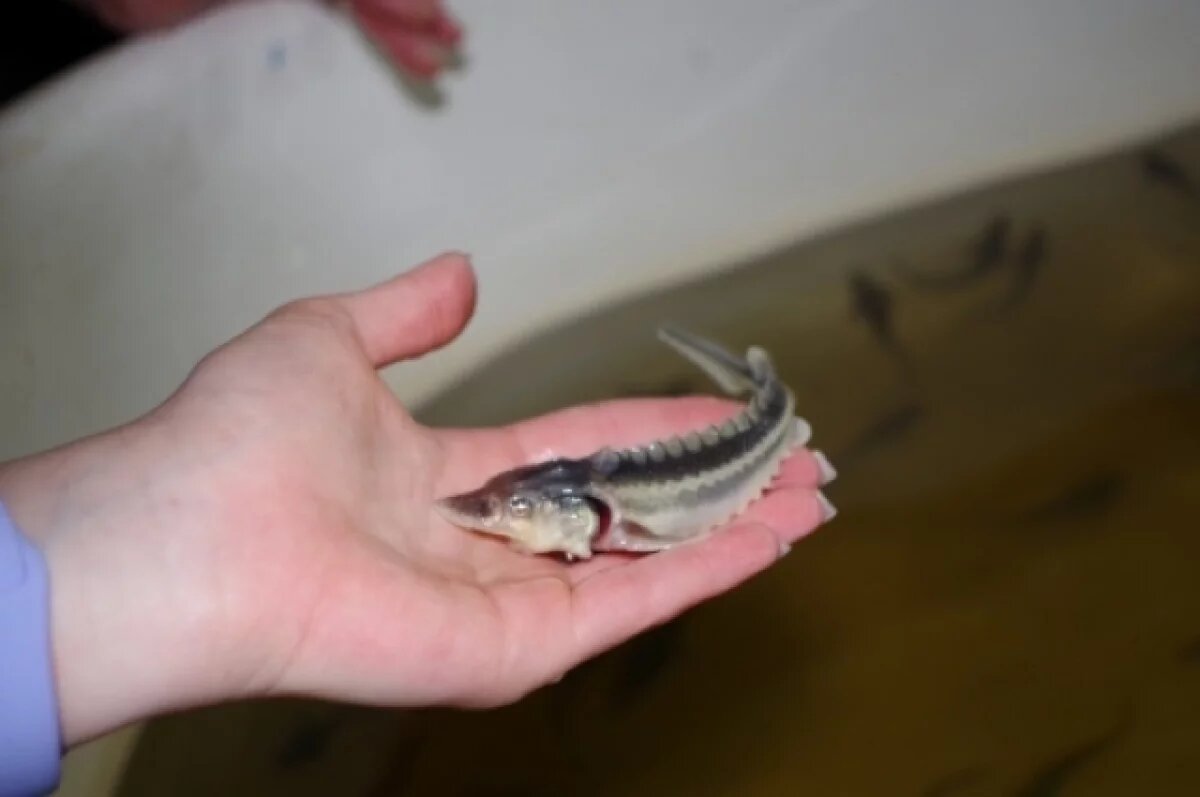    Осетр в бассейнах гаража: в Волгограде нашли нелегальную рыбо-ферму