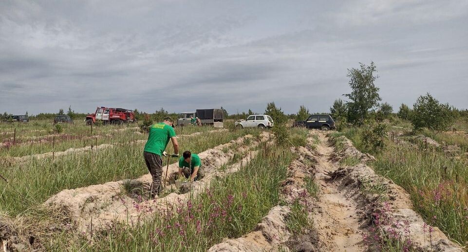    пресс-служба Комитета лесного хозяйства Московской области
