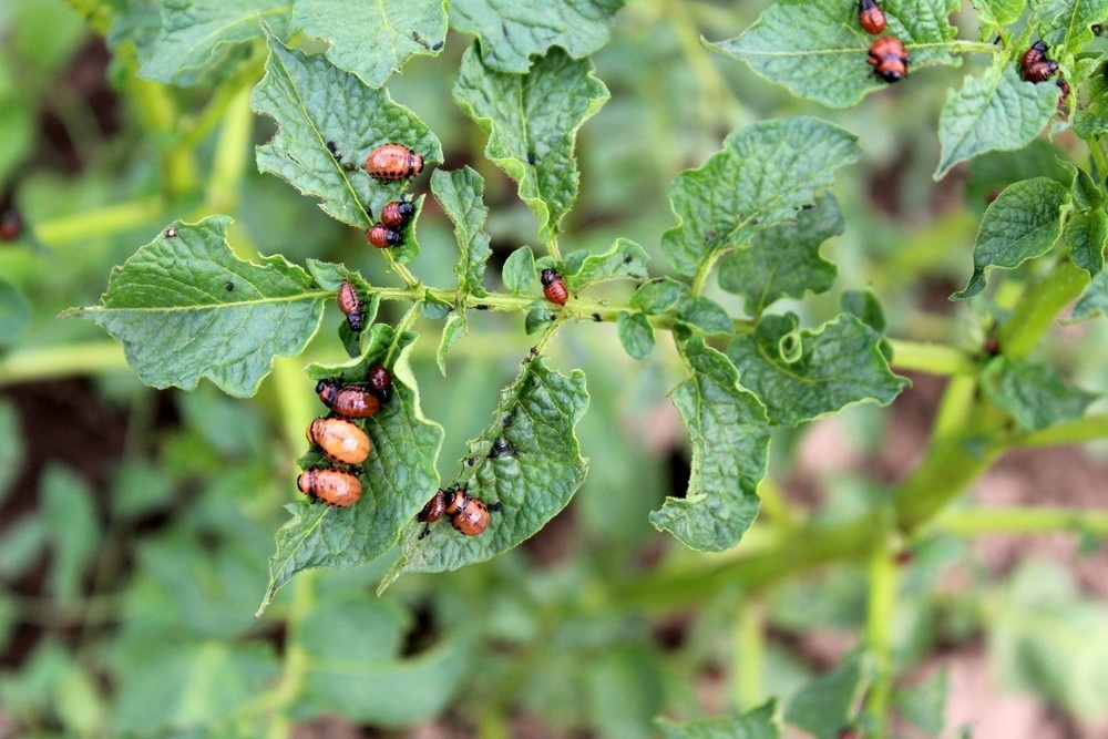    ShutterStock/Fotodom.ru