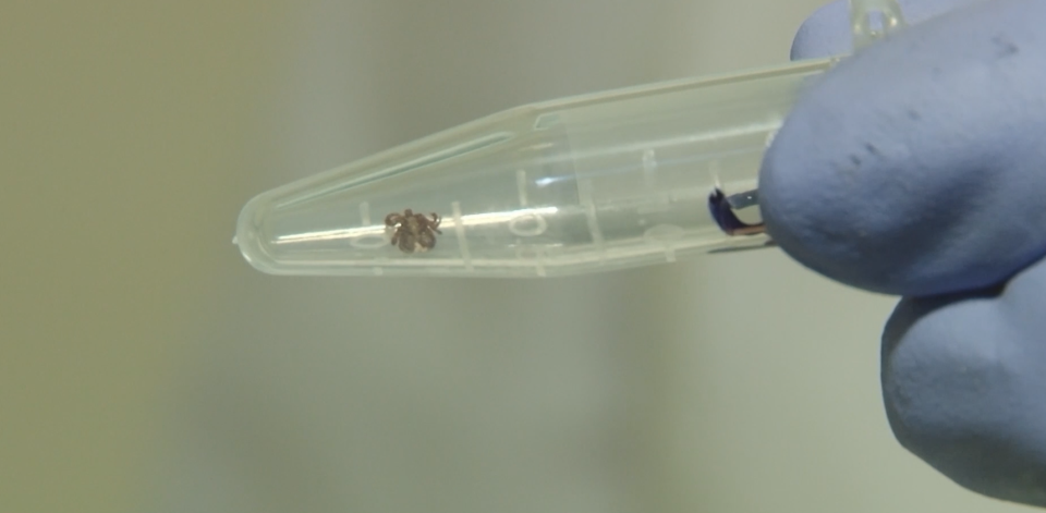    Клещи в Барнауле. Источник: Толк